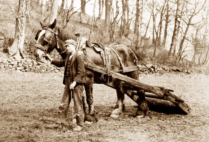 Framed Print : Rolling land with horse Framed Print : Rolling land with horse