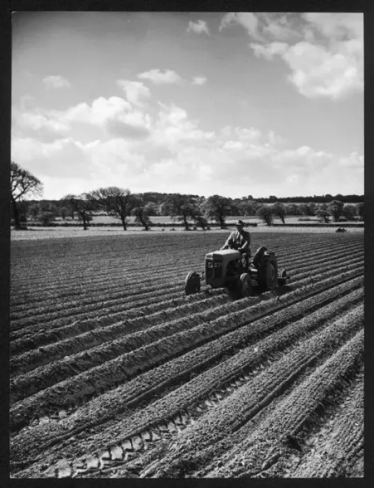 Framed Print : Rolling Potatoes / C. 1950 Framed Print : Rolling Potatoes / C. 1950