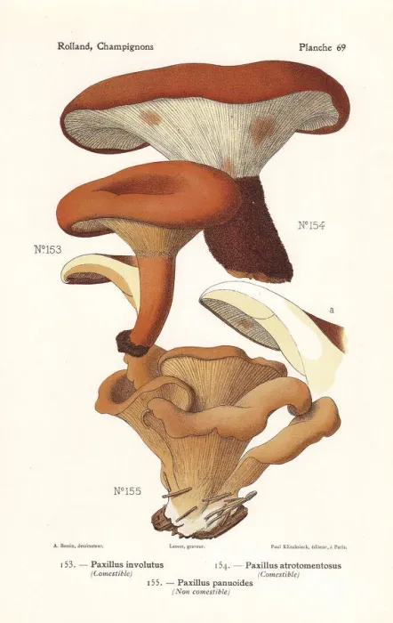Framed Print : Rollrim mushrooms