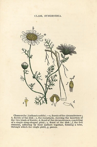 Roman chamomile, Chamaemelum nobile