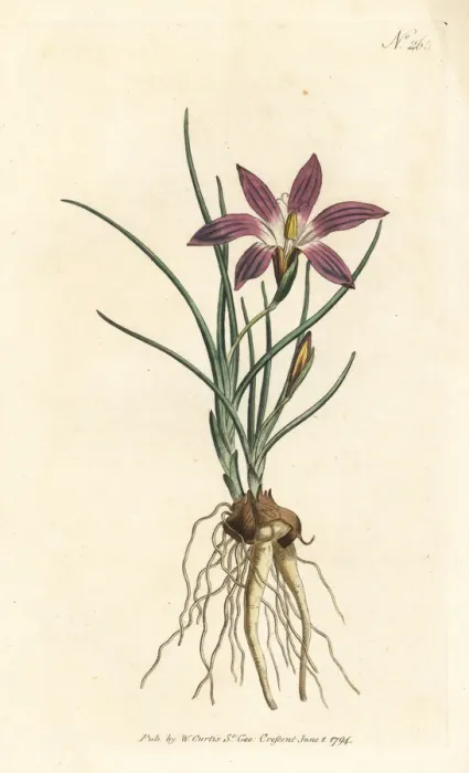 Framed Print : Romulea bulbocodium Framed Print : Romulea bulbocodium