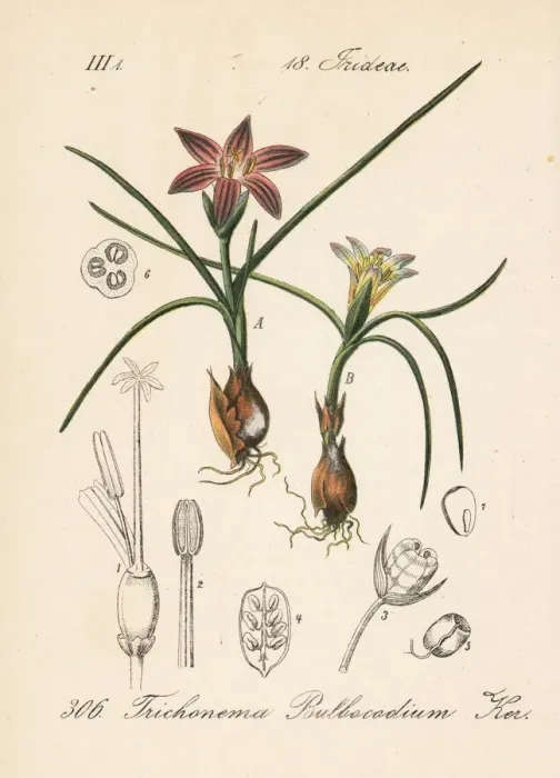 Framed Print : Romulea bulbocodium Framed Print : Romulea bulbocodium