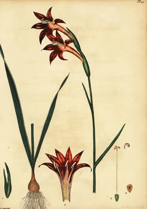 Framed Print : Rooi-Afrikaner, Gladiolus watsonius Framed Print : Rooi-Afrikaner, Gladiolus watsonius