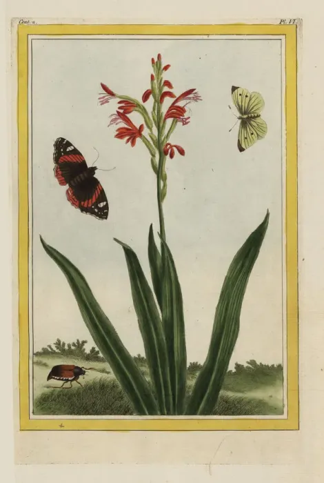 Framed Print : Rooipypie, Antholyza cunonia Framed Print : Rooipypie, Antholyza cunonia