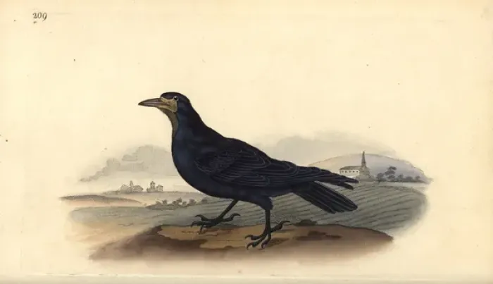 Framed Print : Rook, Corvus frugilegus Framed Print : Rook, Corvus frugilegus