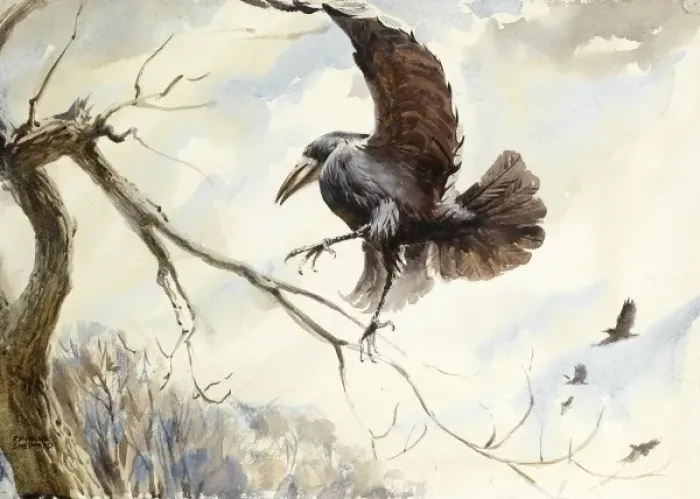 Framed Print : Rook in flight Framed Print : Rook in flight