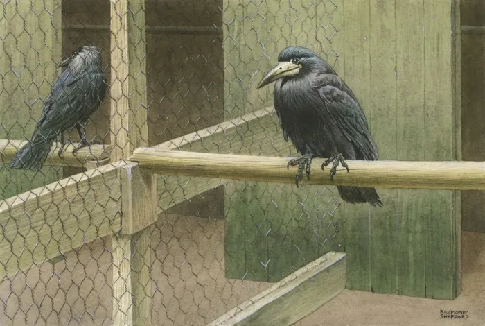 Framed Print : Rooks in a Cage Framed Print : Rooks in a Cage