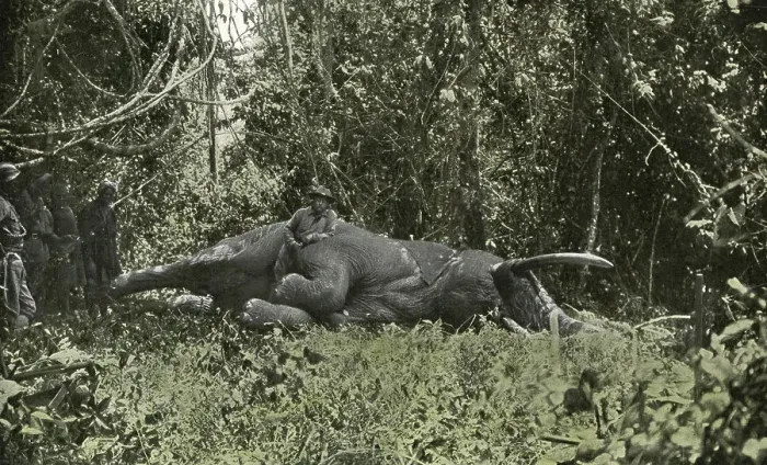 Framed Print : Roosevelt elephant hunting, 1910 Framed Print : Roosevelt elephant hunting, 1910