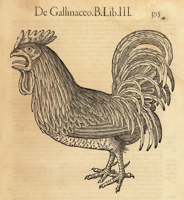 Framed Print : Rooster or cock, Gallus domestica Framed Print : Rooster or cock, Gallus domestica