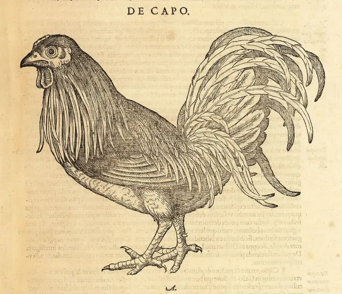 Framed Print : Rooster or cock, Gallus domestica Framed Print : Rooster or cock, Gallus domestica