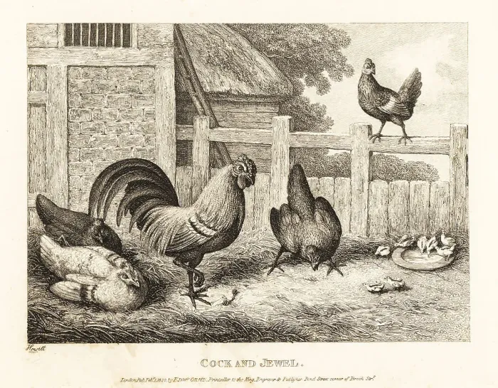 Framed Print : A rooster finds a precious jewel in a barnyard but discards it Framed Print : A rooster finds a precious jewel in a barnyard but discards it