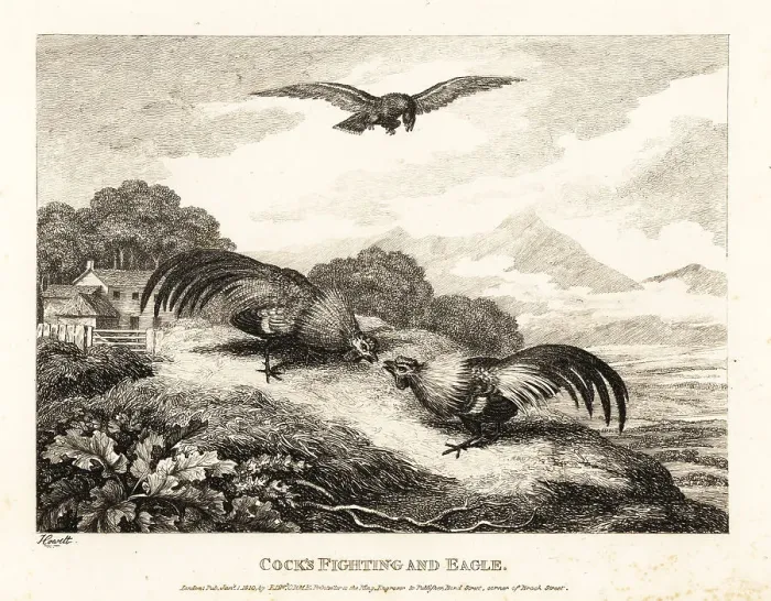 Framed Print : Two roosters fighting in a barn yard below an eagle Framed Print : Two roosters fighting in a barn yard below an eagle
