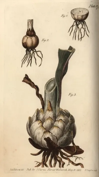 Framed Print : Root and bulb of the lily, Lilium species Framed Print : Root and bulb of the lily, Lilium species