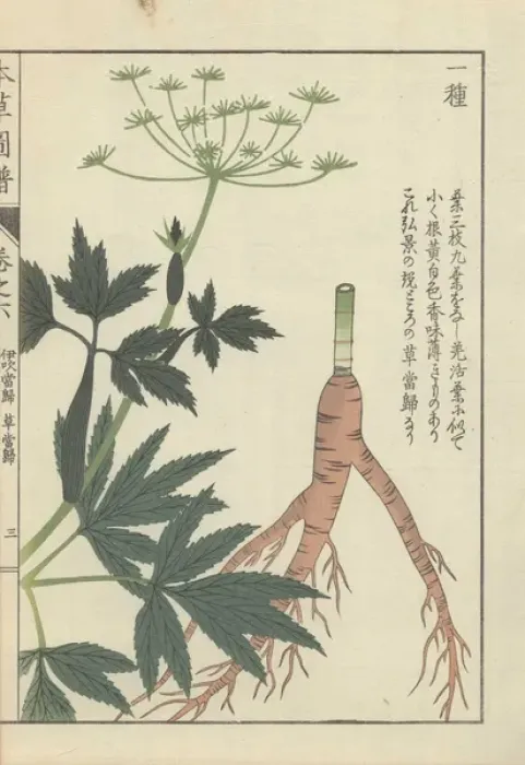 Framed Print : Root, leaves and tiny white florets of Japanese Framed Print : Root, leaves and tiny white florets of Japanese