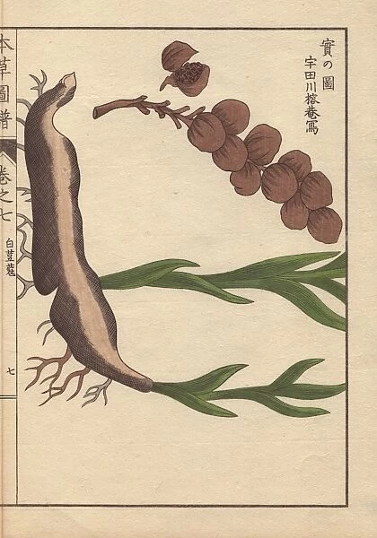 Root and seeds of cardamom, Elettaria cardamomum Maton