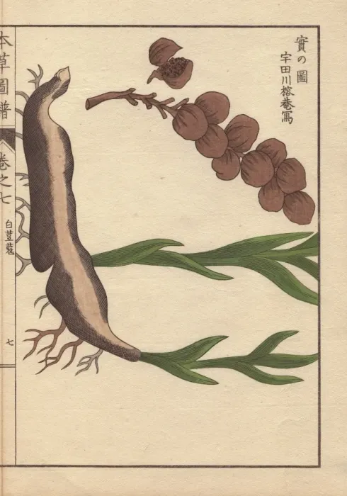 Framed Print : Root and seeds of cardamom, Elettaria cardamomum Maton