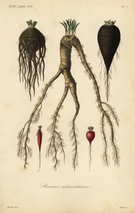 Framed Print : Root vegetables, racines alimentaires Framed Print : Root vegetables, racines alimentaires