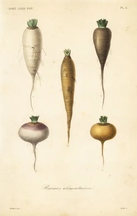 Framed Print : Root vegetables, racines alimentaires Framed Print : Root vegetables, racines alimentaires