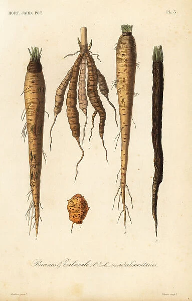 Root vegetables, racines et tubercule alimentaires