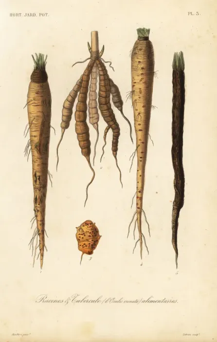 Framed Print : Root vegetables, racines et tubercule alimentaires Framed Print : Root vegetables, racines et tubercule alimentaires