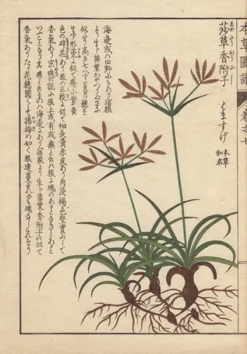 Framed Print : Roots, leaves and flowers of coco-grass, purple Framed Print : Roots, leaves and flowers of coco-grass, purple