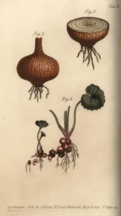 Framed Print : Roots of the onion Allium cepa and meadow saxifrage Framed Print : Roots of the onion Allium cepa and meadow saxifrage
