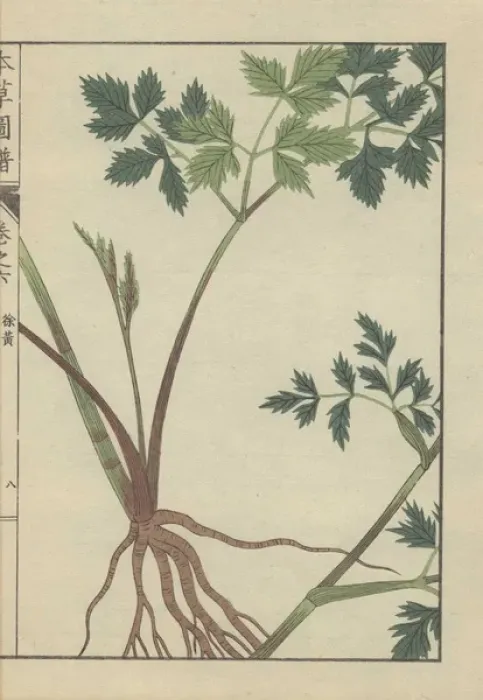 Framed Print : Roots, stem and leaves of angelica polymorpha Framed Print : Roots, stem and leaves of angelica polymorpha