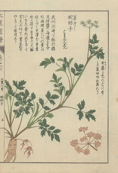 Roots, stems, leaves and tiny florets of Japanese