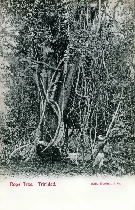 Framed Print : Rope Tree, Trinidad and Tobago, West Indies Framed Print : Rope Tree, Trinidad and Tobago, West Indies