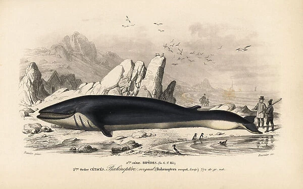 Rorqual or fin whale, Balaenoptera physalus. Endangered