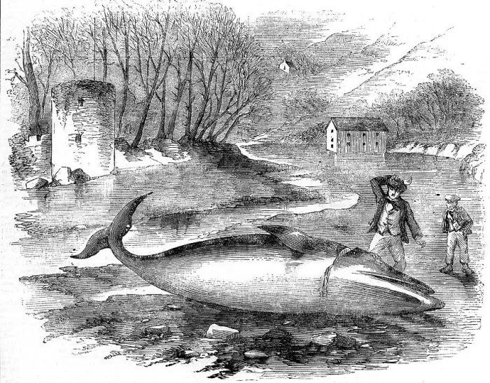 Framed Print : Rorqual Whale captured in the River Dart, Devon 1856 Framed Print : Rorqual Whale captured in the River Dart, Devon 1856