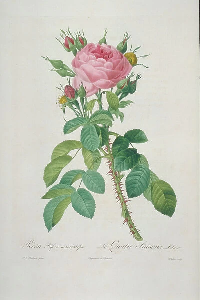 Rosa bifera macrocarpa, Lelieurs four-seasons rose