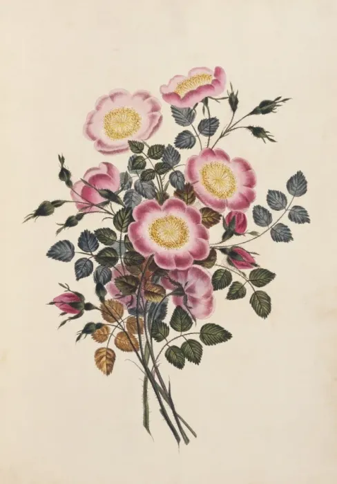 Framed Print : Rosa canina, dog rose Framed Print : Rosa canina, dog rose
