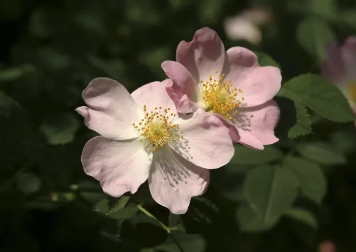 Framed Print : Rosa canina, dog rose Framed Print : Rosa canina, dog rose