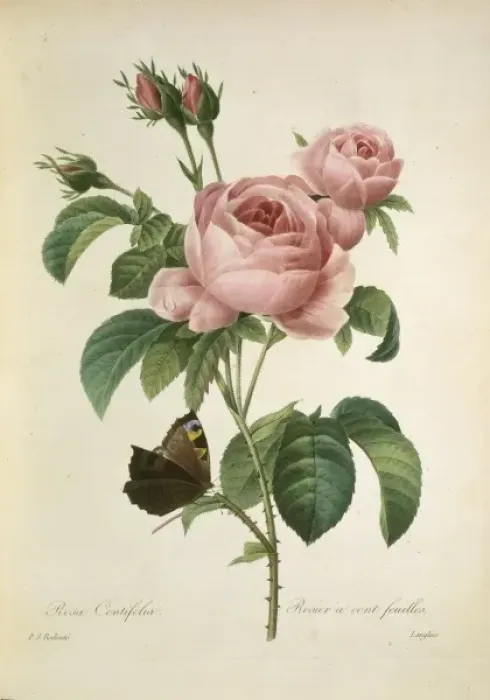 Framed Print : Rosa centifolia, cabbage rose Framed Print : Rosa centifolia, cabbage rose