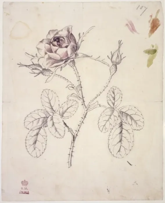 Framed Print : Rosa centifolia, cabbage rose Framed Print : Rosa centifolia, cabbage rose