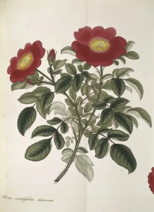 Framed Print : Rosa centifolia, cabbage rose Framed Print : Rosa centifolia, cabbage rose