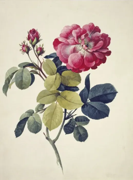 Framed Print : Rosa centifolia, moss rose Framed Print : Rosa centifolia, moss rose