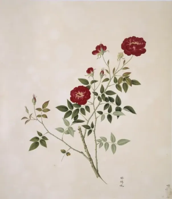 Framed Print : Rosa cf. chinensis, china rose Framed Print : Rosa cf. chinensis, china rose