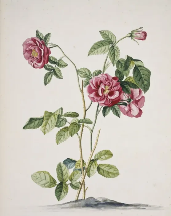Framed Print : Rosa cf. damascena, damask rose Framed Print : Rosa cf. damascena, damask rose