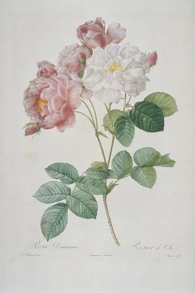 Rosa damascena celsiana, Celss rose
