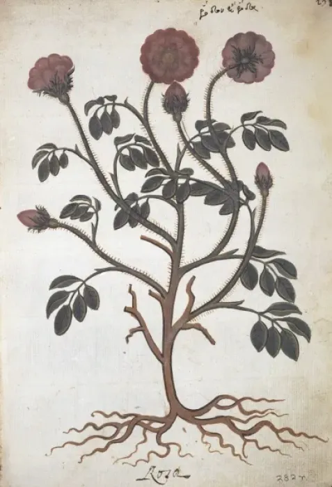 Framed Print : Rosa gallica, apothecaries rose Framed Print : Rosa gallica, apothecaries rose