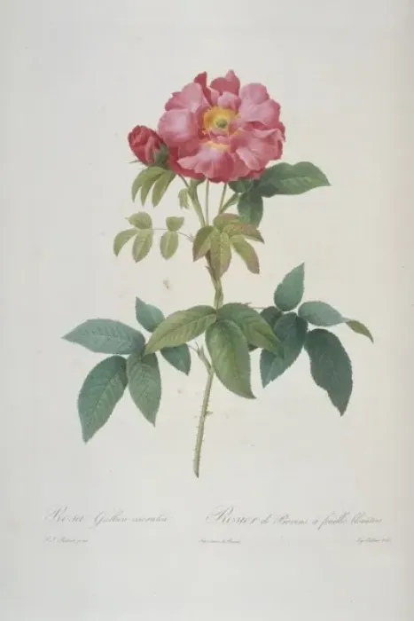 Framed Print : Rosa gallica caerulea, bluish-leaved provins rose Framed Print : Rosa gallica caerulea, bluish-leaved provins rose