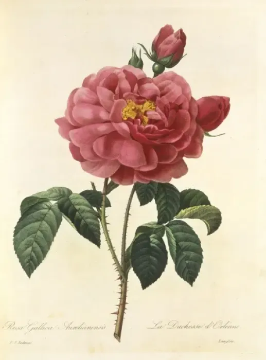 Framed Print : Rosa gallica, red rose Framed Print : Rosa gallica, red rose