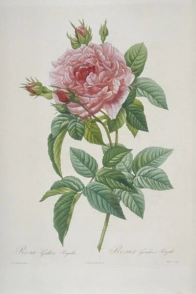 Rosa gallica regalis, Royal Highness provins rose