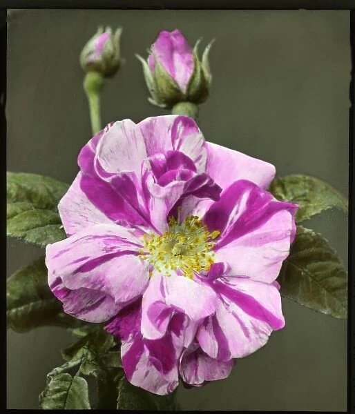 Rosa gallica Versicolor (Rosa Mundi)