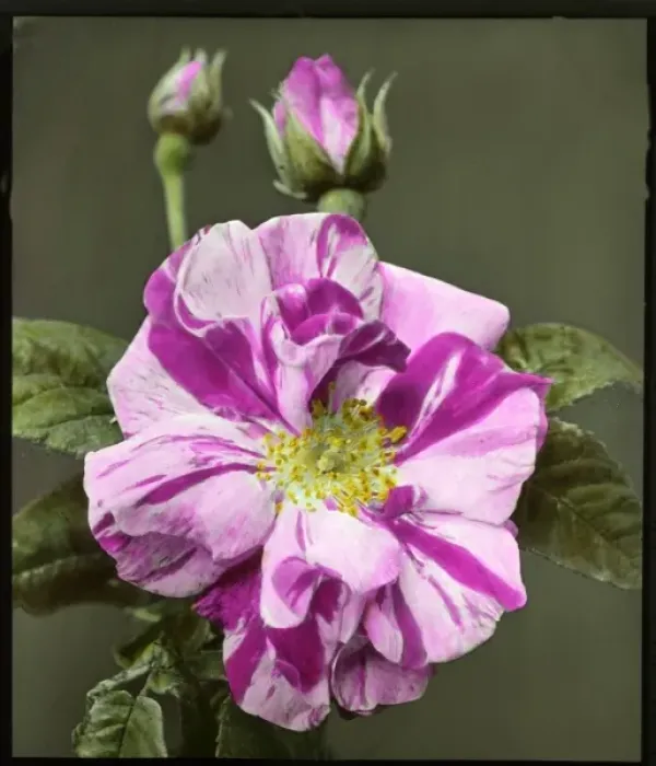 Framed Print : Rosa gallica Versicolor (Rosa Mundi) Framed Print : Rosa gallica Versicolor (Rosa Mundi)