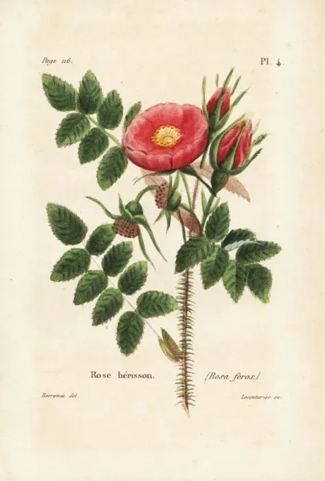 Framed Print : Rosa horrida Framed Print : Rosa horrida