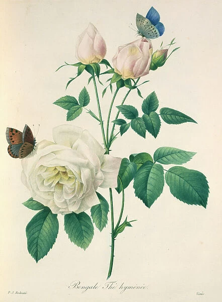 Rosa indica (chinensis), China rose