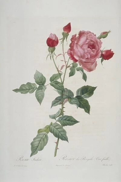 Rosa indica multipetala, hundred-petalled China rose